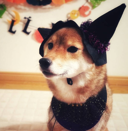 「#ハロウィン犬」大集合--犬も一緒にハロウィン仮装