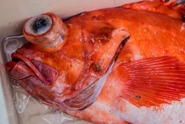 スーパーでよく見かける「赤魚」ってどんな魚なの？特徴や旬、おすすめ