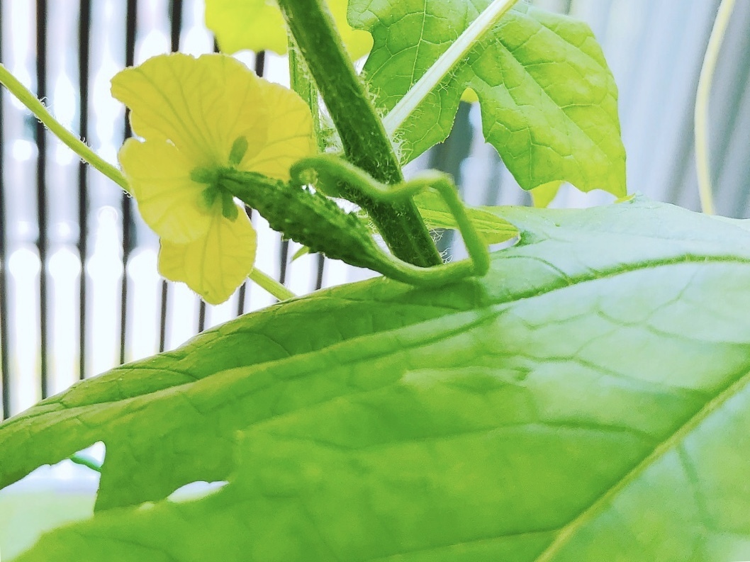 沖縄島野菜ゴーヤーの魅力と歴史をご紹介 夏バテ予防のドリンクレシピも トクバイニュース