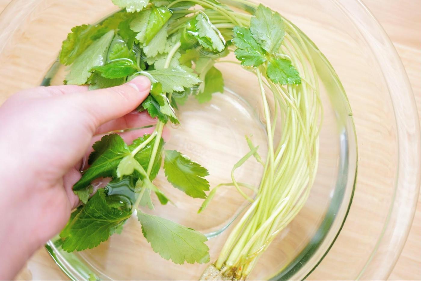 保存 法 三つ葉 【水菜の保存】冷蔵2週間、冷凍1ヵ月！鮮度を維持するテク