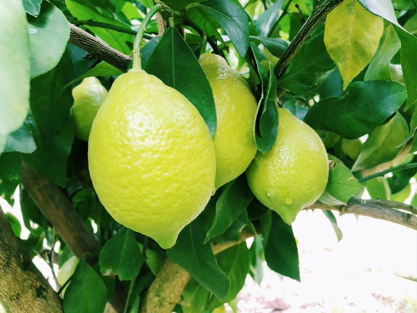 この夏 国産レモン がスーパーから消える 今始めたい レモン仕事 のハウツー教えます トクバイニュース