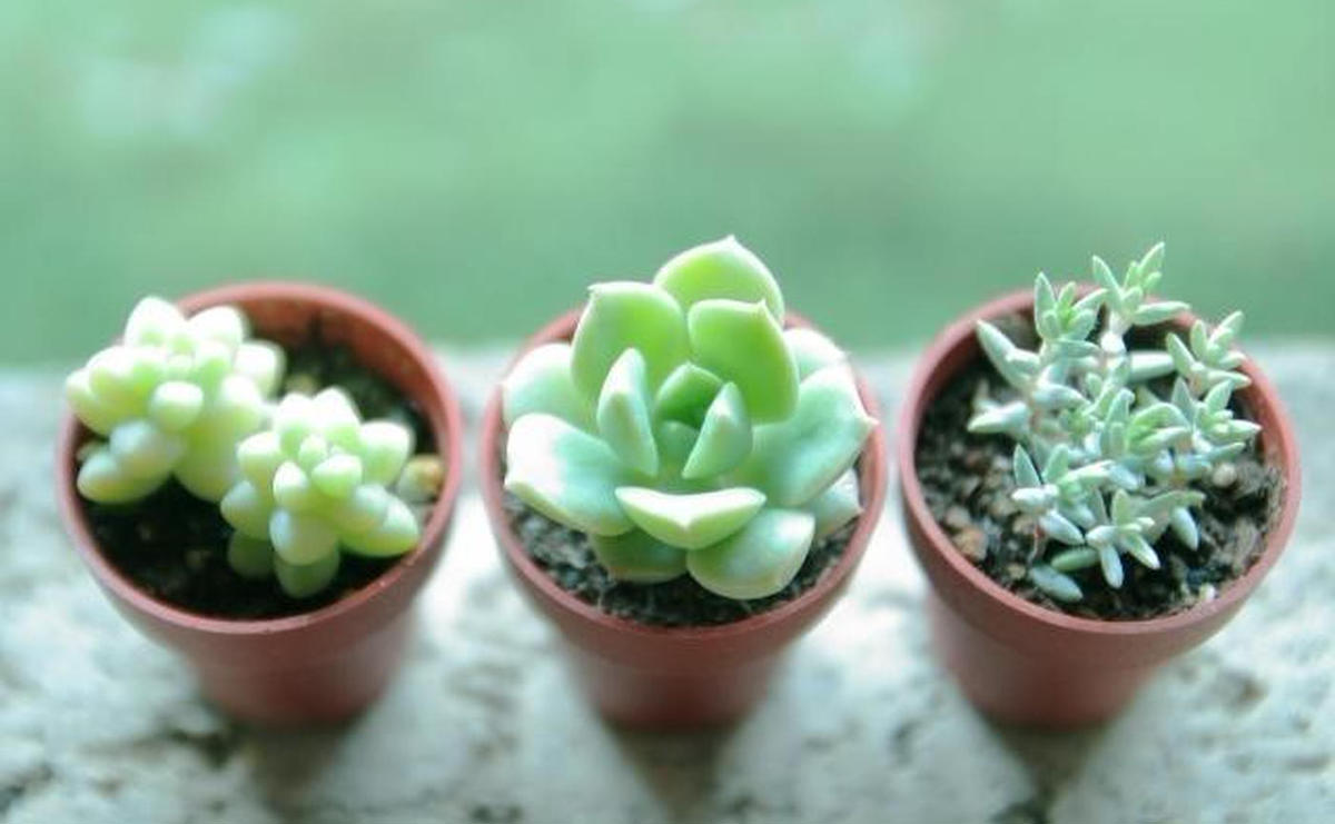 21年はグリーンのある生活を 枯れにくい 多肉植物 なら初心者さんでもだいじょうぶ トクバイニュース