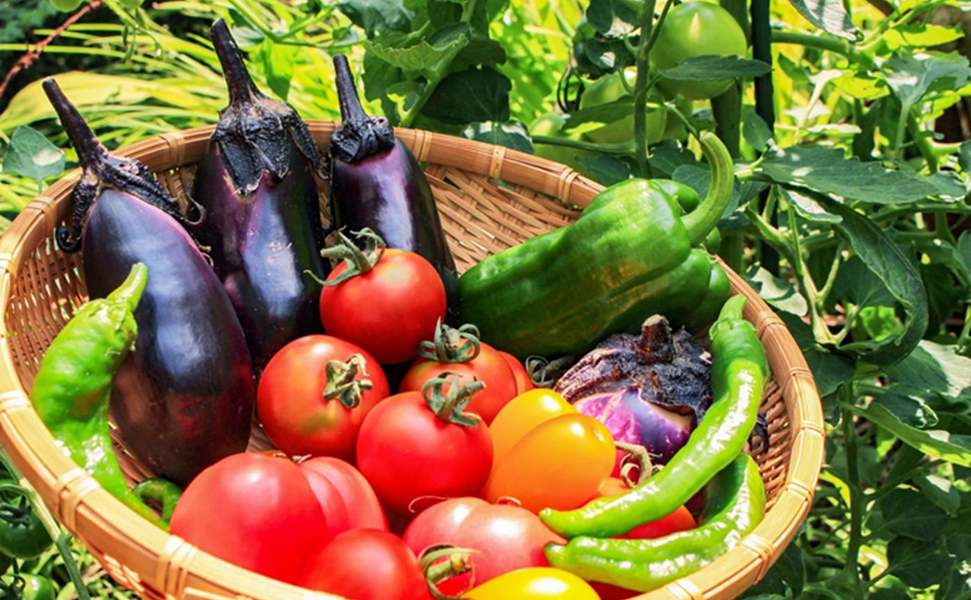 レシピ付き 夏野菜の種類や特徴を専門家が解説 トマトは夏野菜じゃないってほんと トクバイニュース