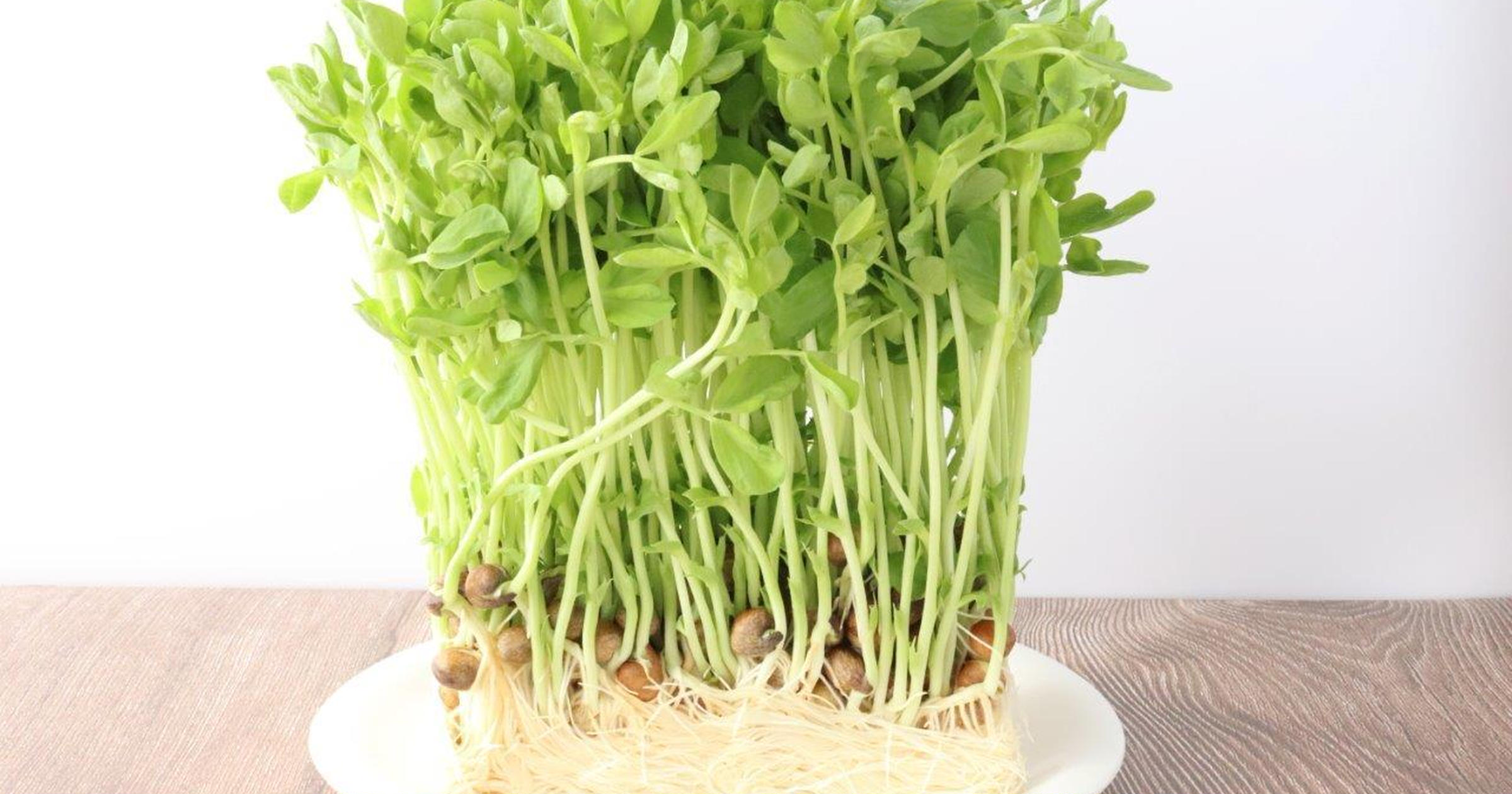 豆苗の育て方を徹底解説 水の量は どこに置く 何回収穫できるかも検証してみた トクバイニュース