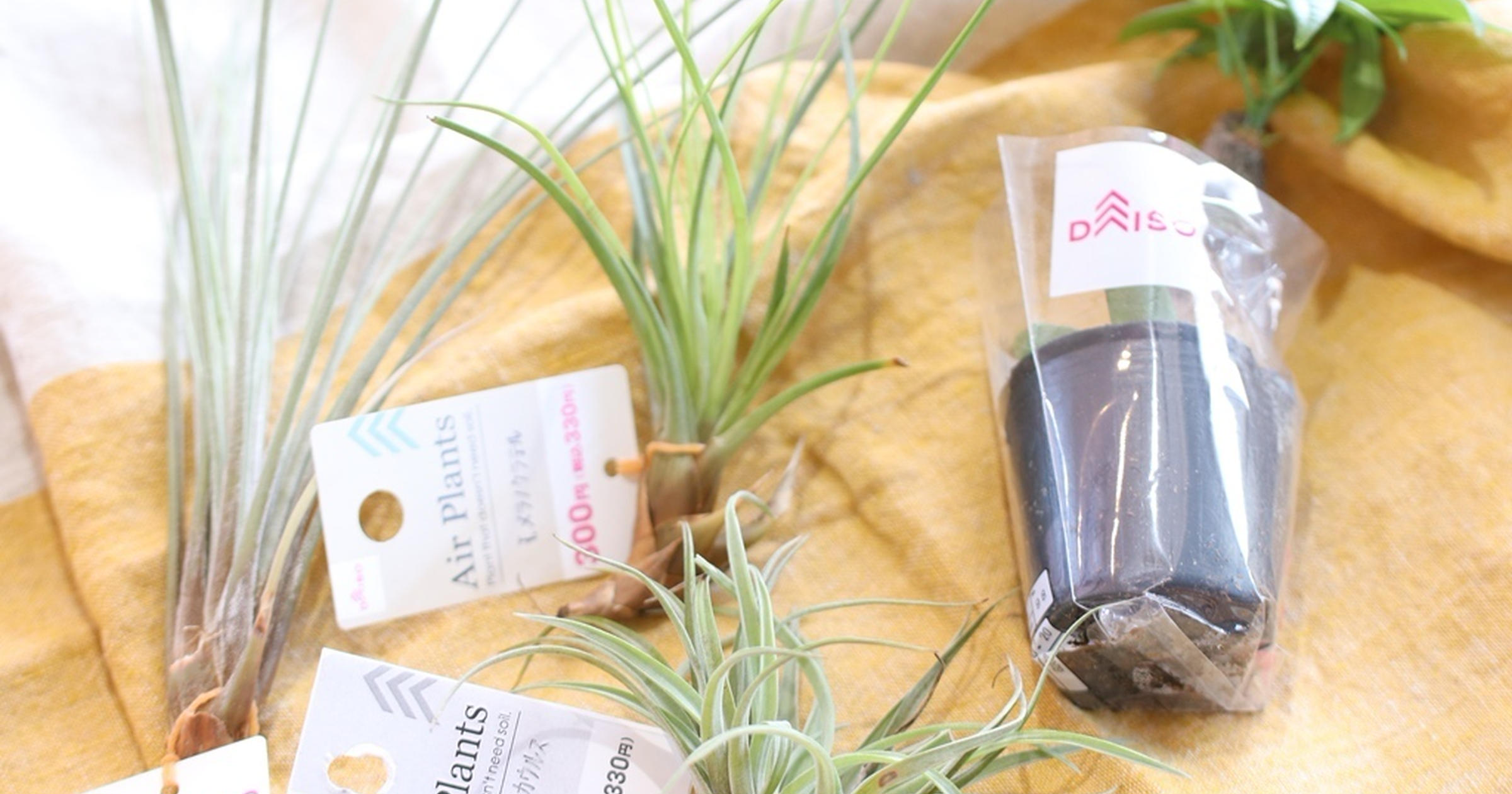 ダイソーの”エアープランツ”で観葉植物を気軽に楽しむ！種類豊富な