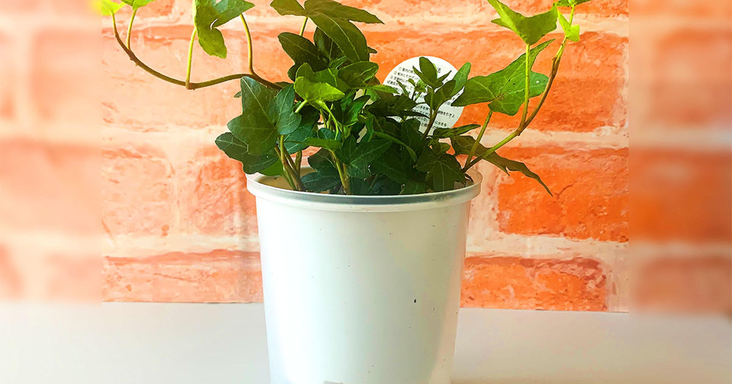 観葉植物初心者でもok 無印の 底面給水鉢 なら水のやりの失敗から解放されるかも トクバイニュース