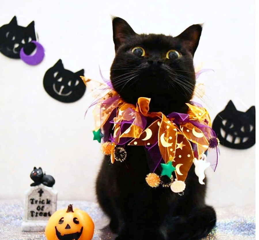「#ハロウィン猫」集めてみた--ハロウィン仮装ブームはついに猫にまで!